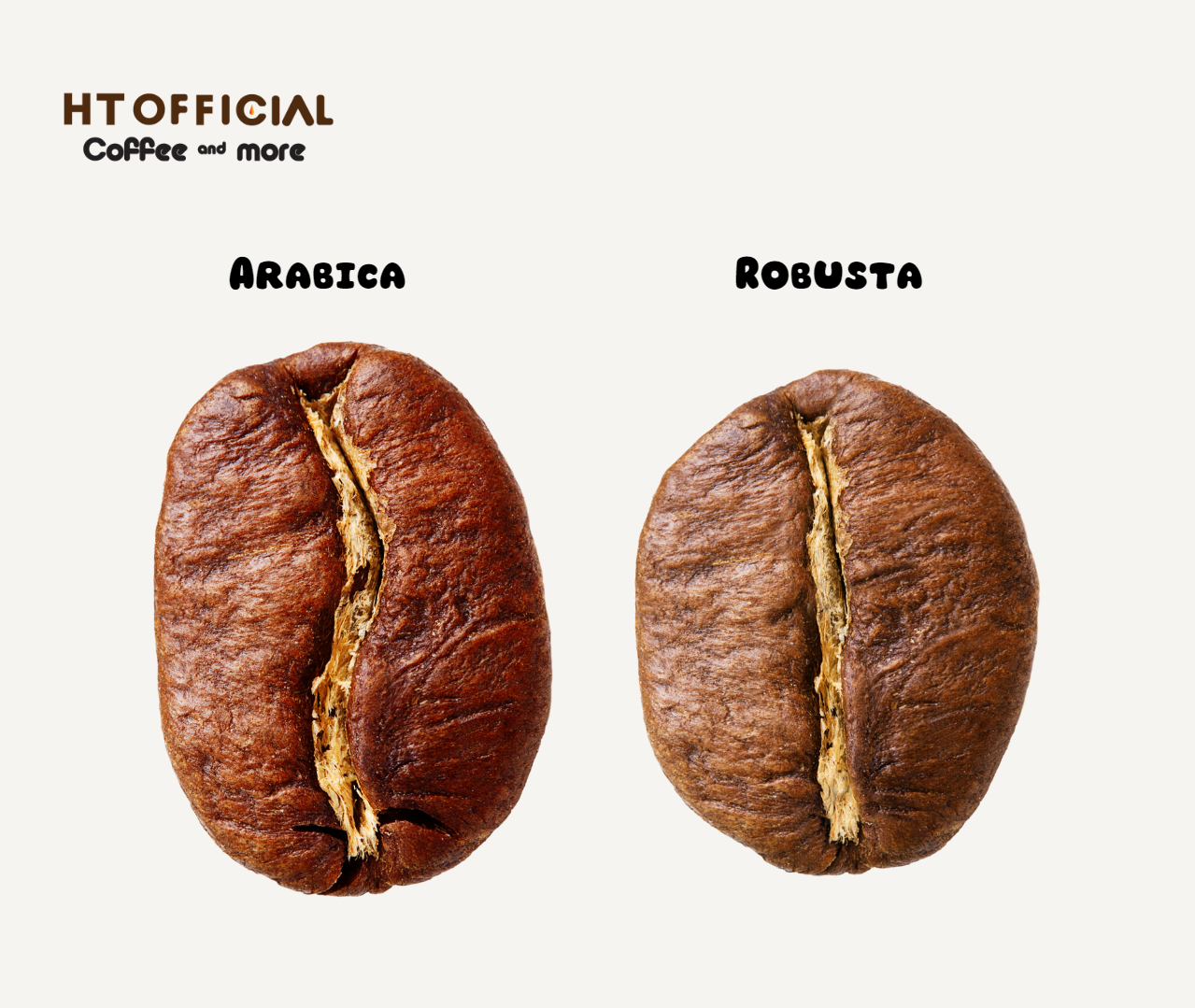Đặc điểm và hình dạng của Arabica và Robusta