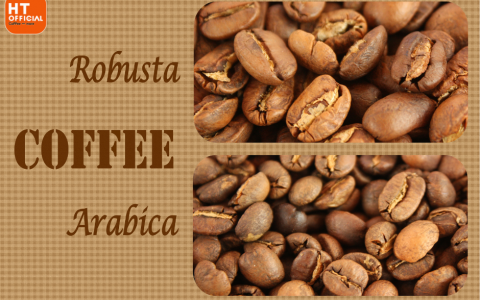 3 Cách Phân Biệt Cà Phê Arabica và Robusta: Đặc Điểm, Hương Vị, và Cách Sử Dụng
