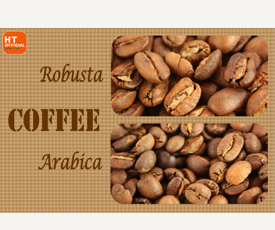 Hình ảnh hai loại cà phê Arabica và Robusta